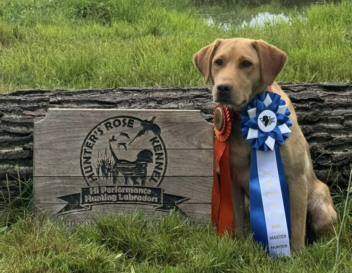 Dazzel AKC Master test