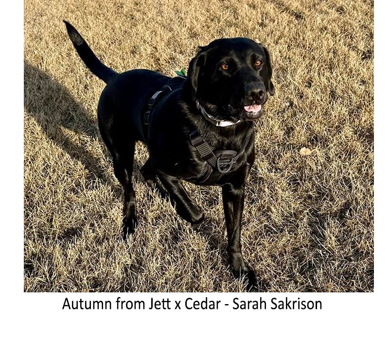 Autumn_from_Jett_x_Cedar_-_Sarah_Sakrison.jpg