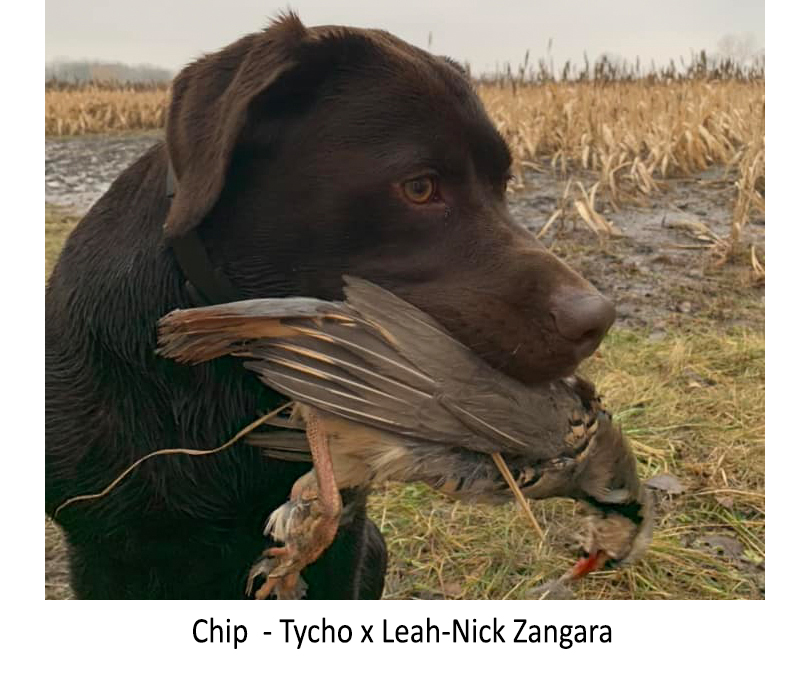 Chip_-_Tycho_x_Leah-Nick_Zangara.jpg