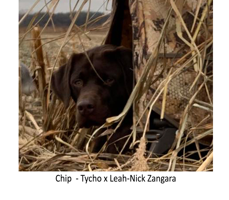 Chip_-_Tycho_x_Leah-Nick_Zangara_2.jpg