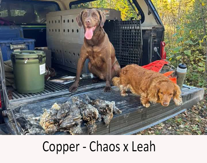Cooper.jpg