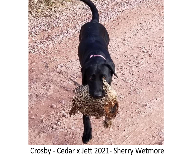 Crosby_-_Cedar_x_Jett_2021-_Sherry_Wetmore.jpg