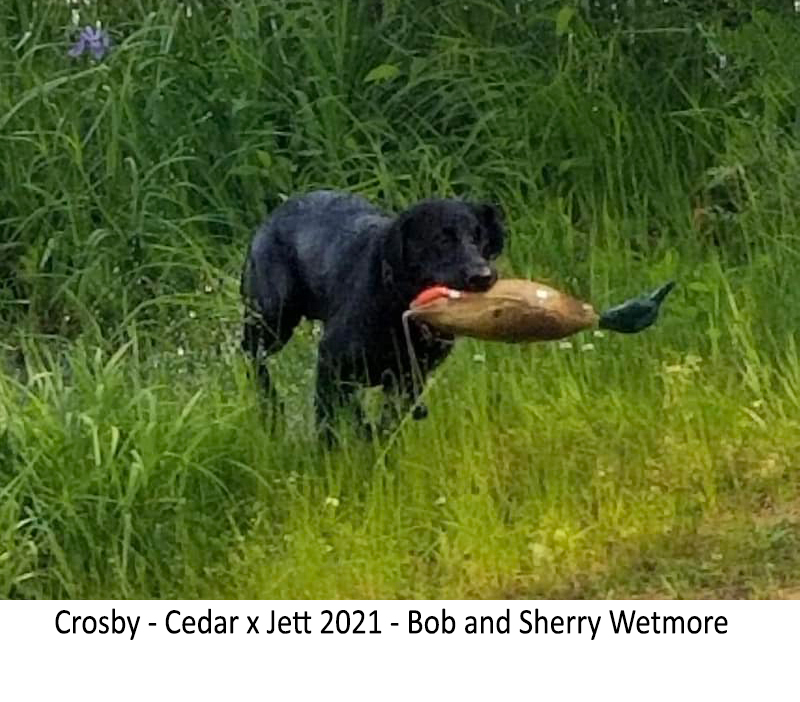 Crosby_-_Cedar_x_Jett_2021_-_Bob_and_Sherry_Wetmore.jpg