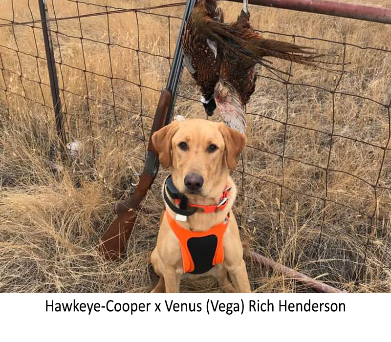 Hawkeye-Cooper_x_Venus_Vega_Rich_Henderson_2.jpg