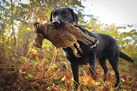 Gun Dog
