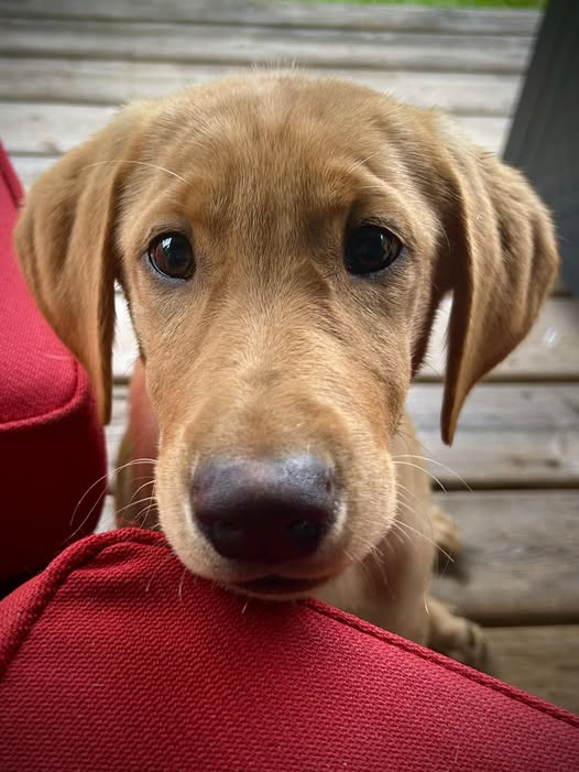 Wolf Dances Lightning Bolt 18 weeks