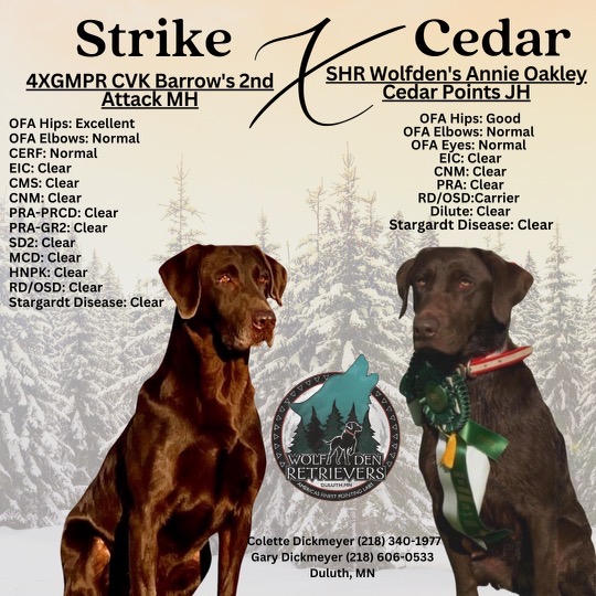 Cedar and Strike