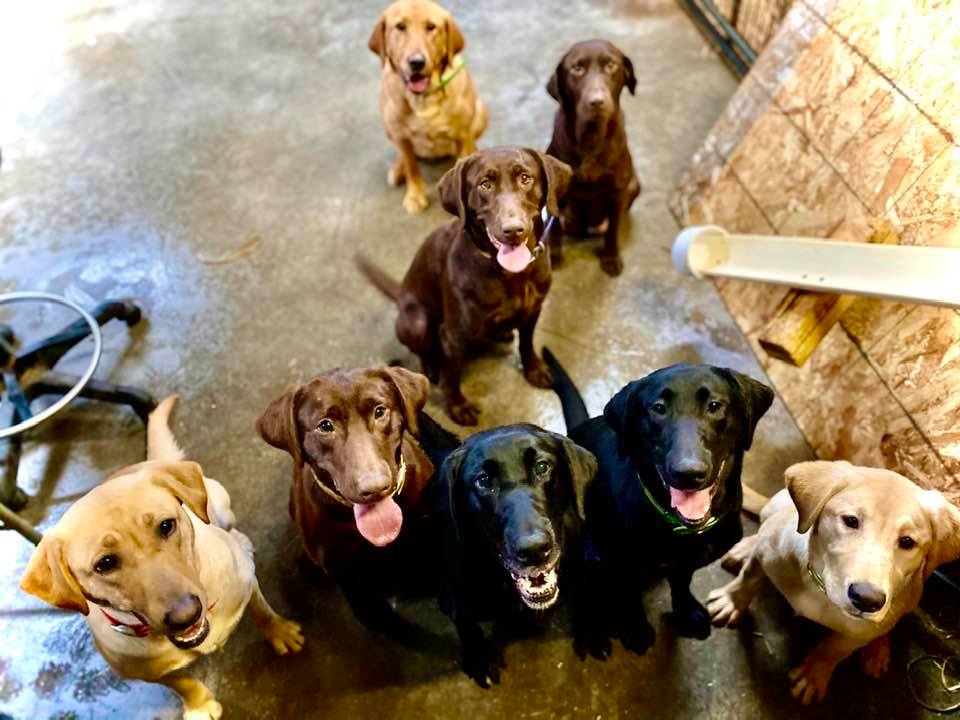 Den Ladies Winter 2020