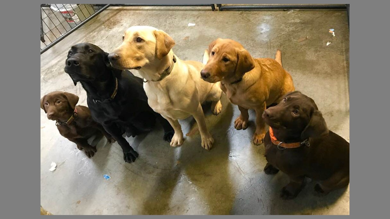 great for the family